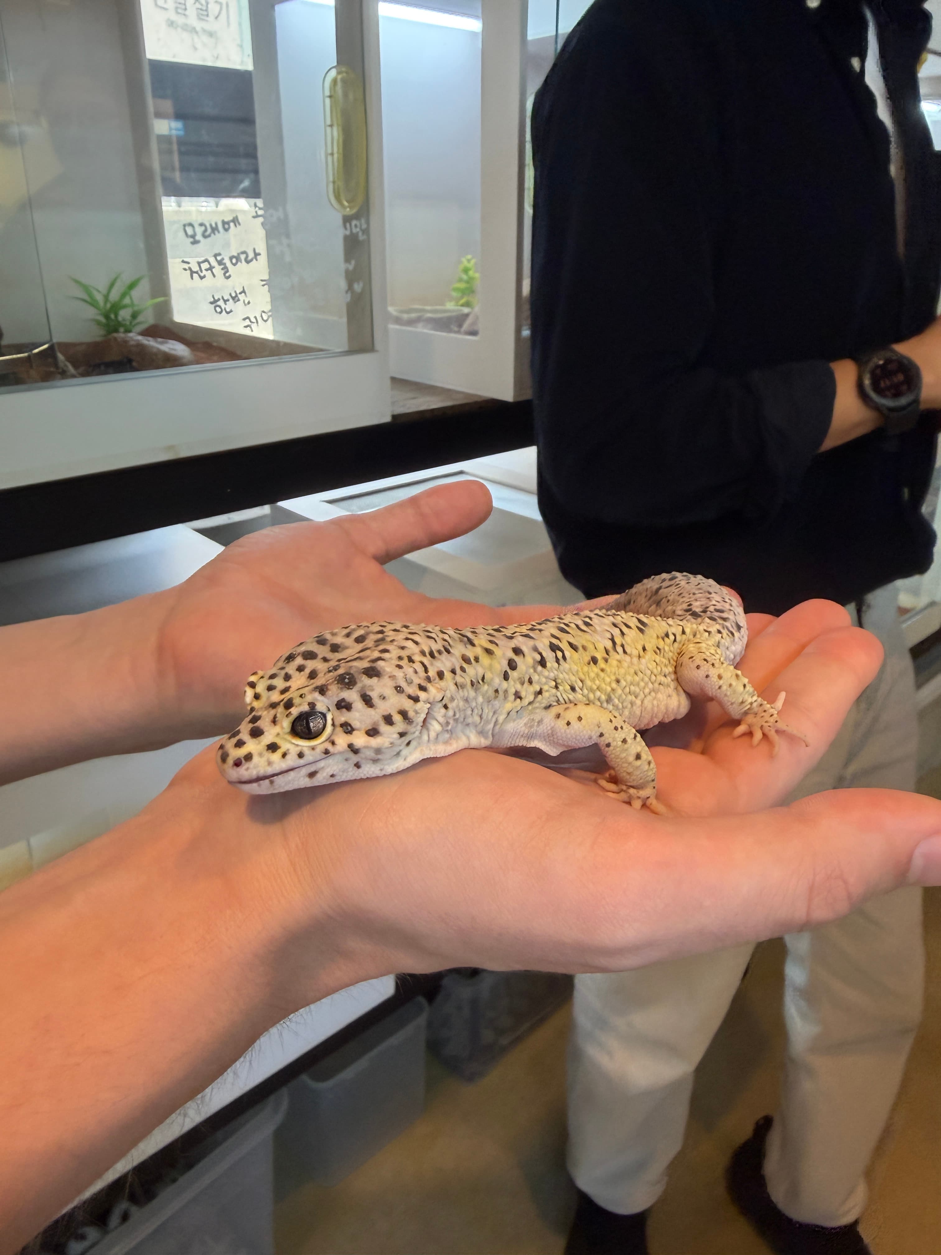 another gecko of some sort