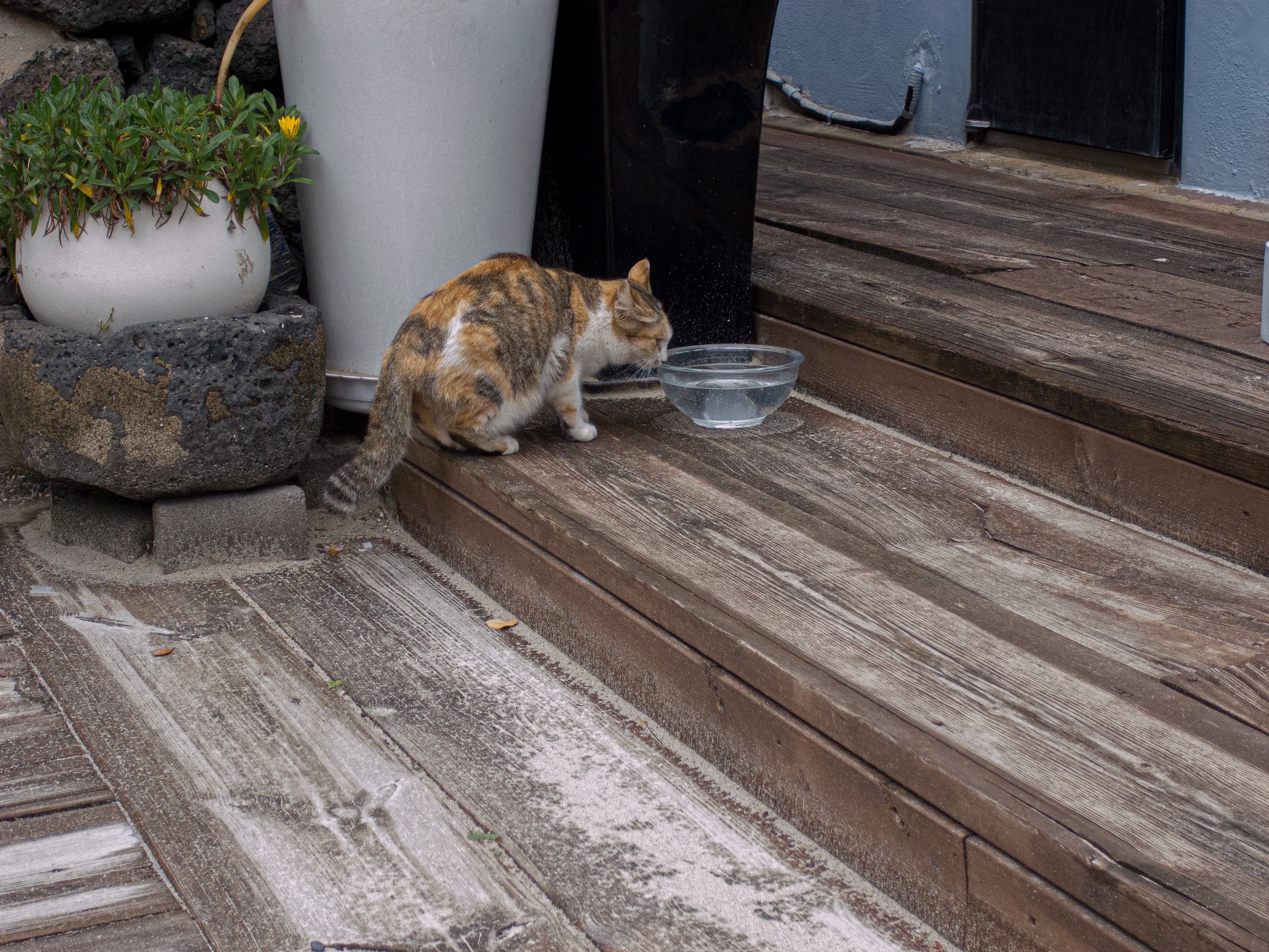 cat drinking